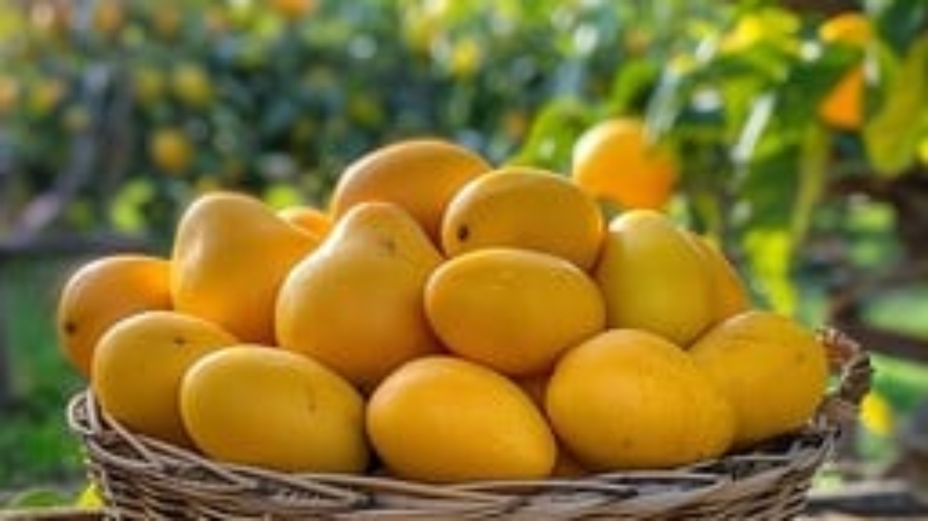 ripe-mango-bounty-stockcake